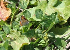 Lycaena phlaeas baralacha