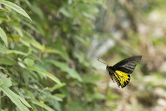 Troides aeacus kaguya