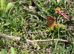 Lycaena phlaeas baralacha