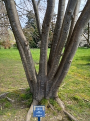 Tilia americana caroliniana