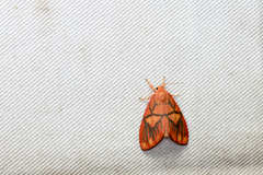 Matsumursine horishanella