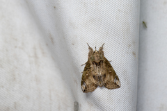 Plotheia exacta