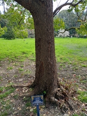 Cinnamomum glanduliferum