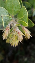 Arctostaphylos catalinae