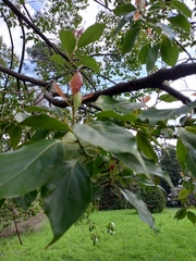 Cinnamomum glanduliferum