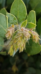 Arctostaphylos catalinae