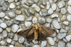 Scopelodes contracta