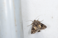 Ctenoplusia furcifera