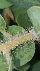 Arctostaphylos catalinae