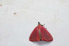 Arctioblepsis rubida