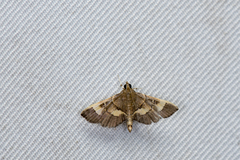 Syngamia falsidicalis