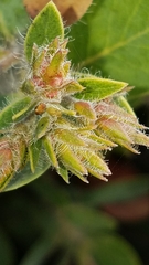 Arctostaphylos catalinae