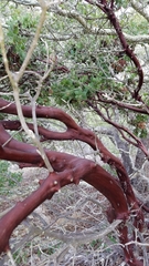 Arctostaphylos catalinae