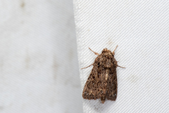 Data thalpophiloides