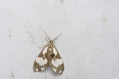 Nyctemera carissima