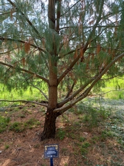 Pinus armandi