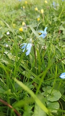 Scilla siberica