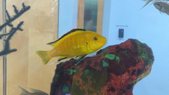 Labidochromis caeruleus