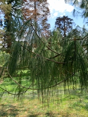 Pinus armandi