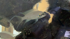 Neolamprologus pulcher