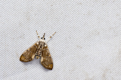 Cirrhochrista fuscusa