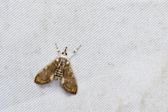 Cirrhochrista fuscusa