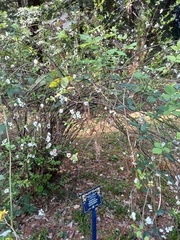 Chaenomeles × superba