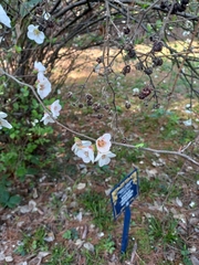 Chaenomeles × superba