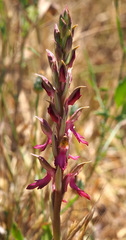 Anacamptis sancta