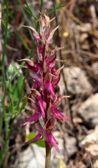 Anacamptis sancta