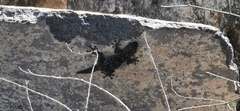Ptyodactylus puiseuxi