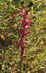 Anacamptis sancta