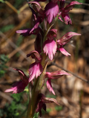 Anacamptis sancta