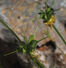 Nigella ciliaris