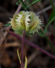 Calendula pachysperma
