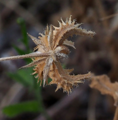 Calendula pachysperma