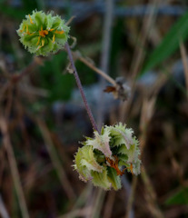 Calendula pachysperma