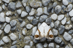 Sphragifera biplagiata