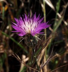 Centaurea crocodylium