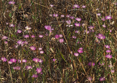 Centaurea crocodylium