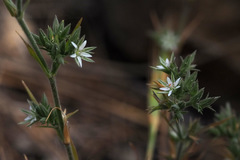 Minuartia decipiens