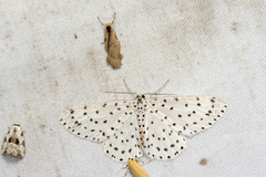 Xenoplia trivialis
