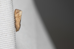 Cryptophlebia ombrodelta