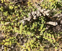 Melaleuca acuminata