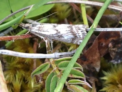 Catoptria trichostomus