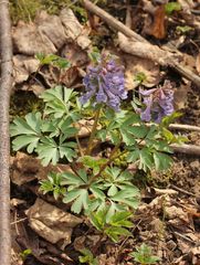 Corydalis solida