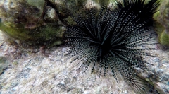 Echinothrix