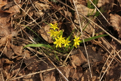 Gagea lutea