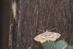 Paracymoriza cataclystalis