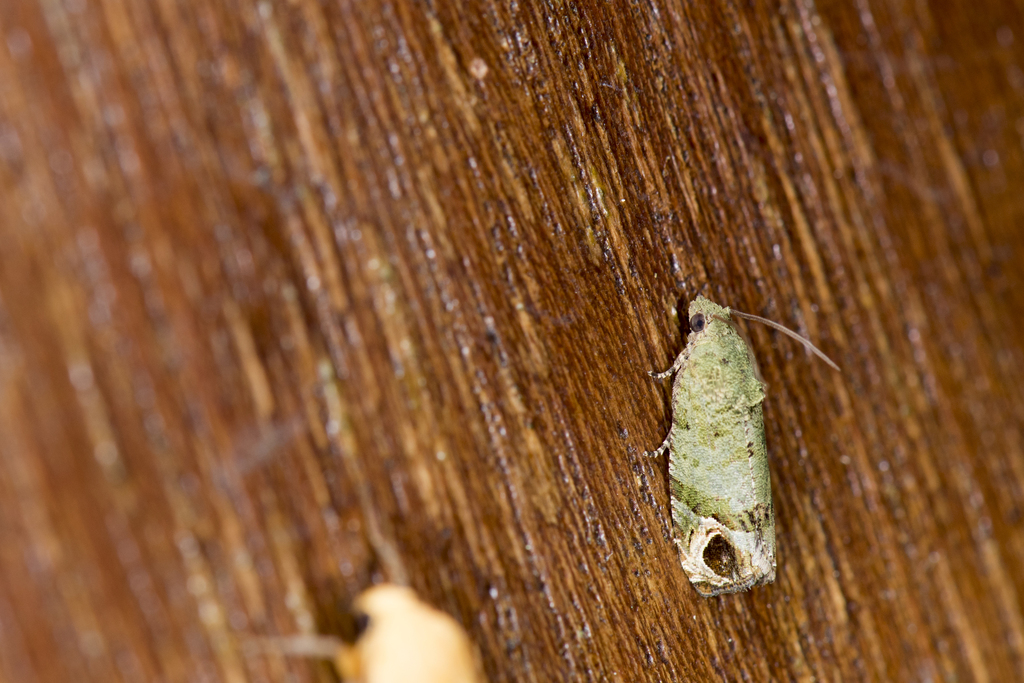 Sorolopha cucphuongensis
